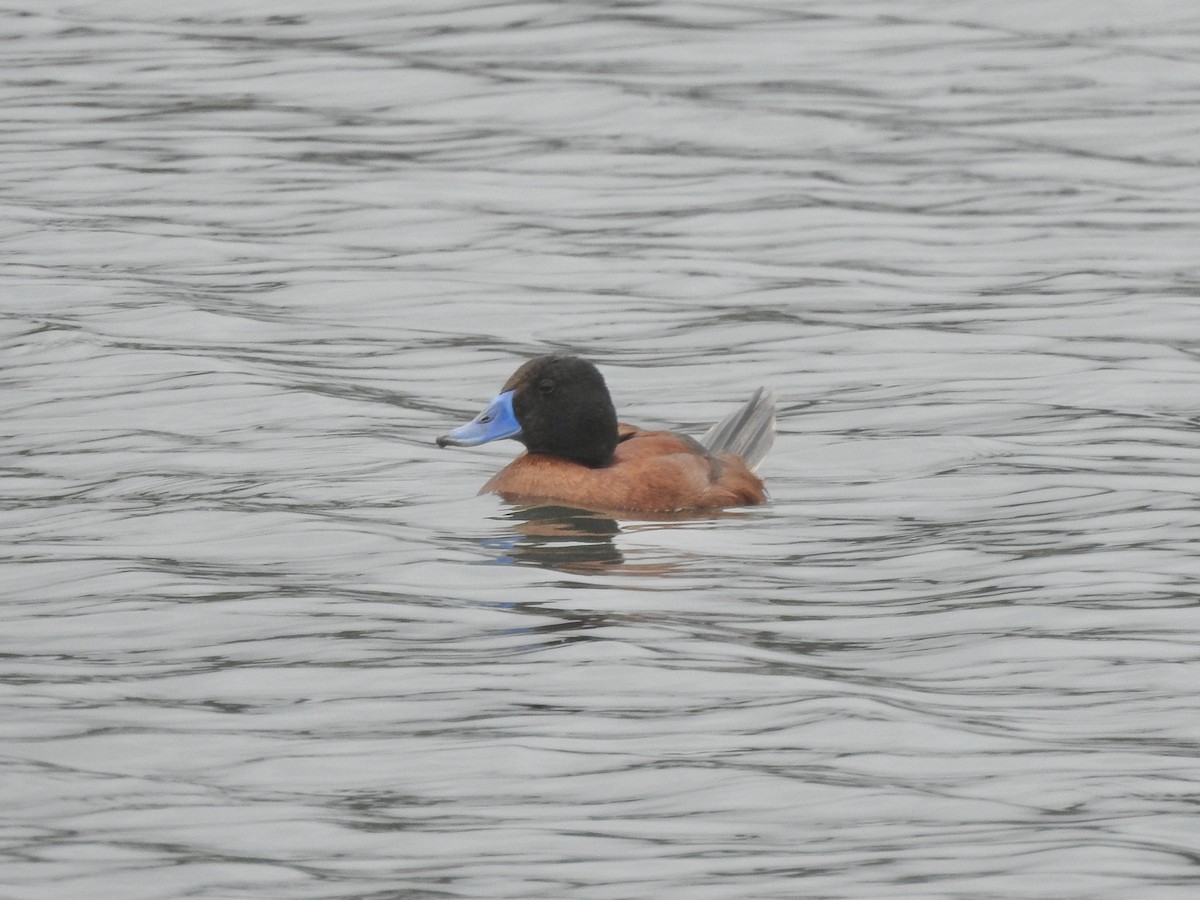 Lake Duck - ML646456922