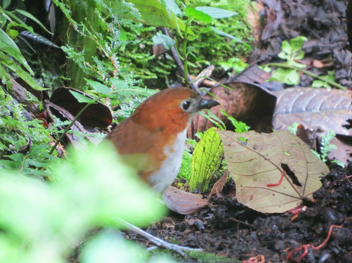 White-bellied Antpitta - ML646456925