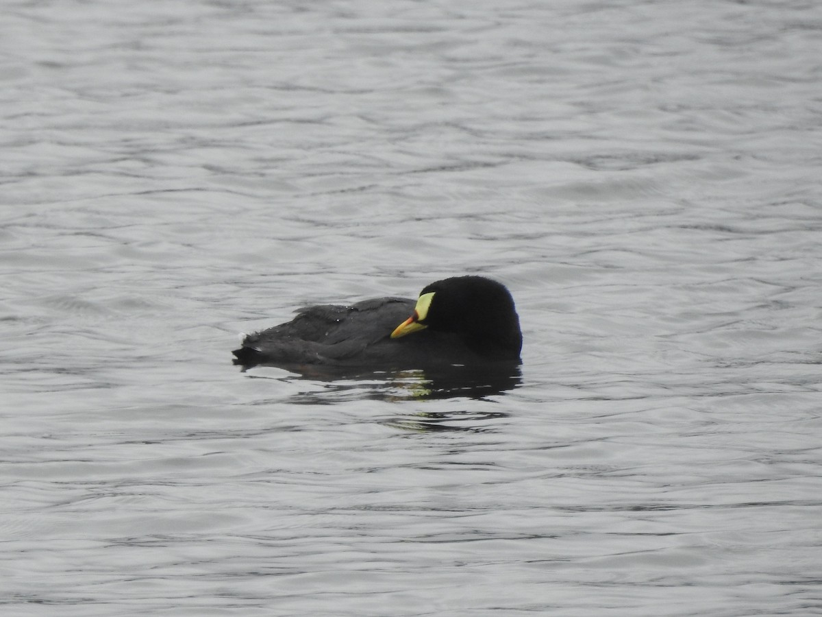 Red-gartered Coot - ML646456926