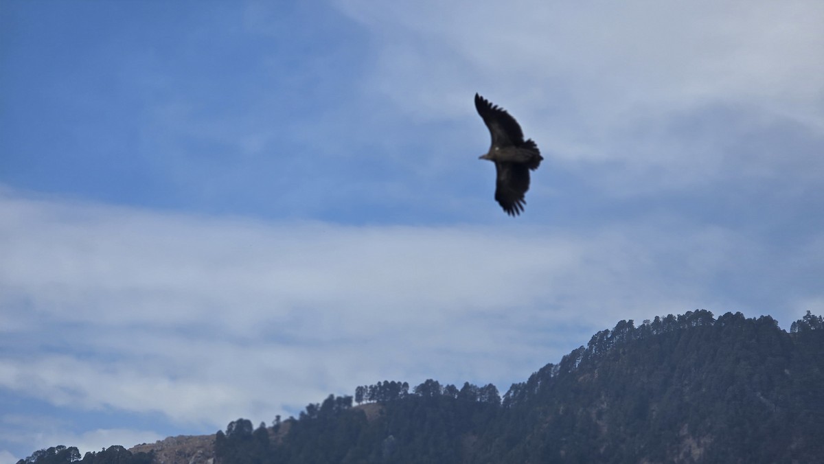 Кумай - ML646456927