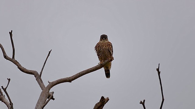 Merlin - ML646456928