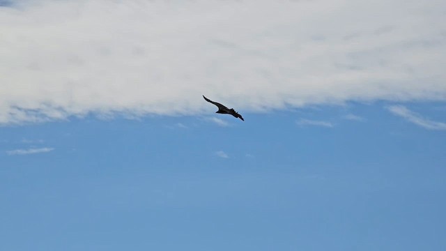 Himalayan Griffon - ML646456929