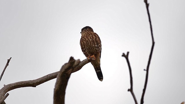 Merlin - ML646456930