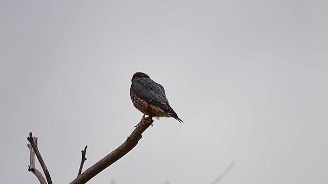 Merlin - ML646456931