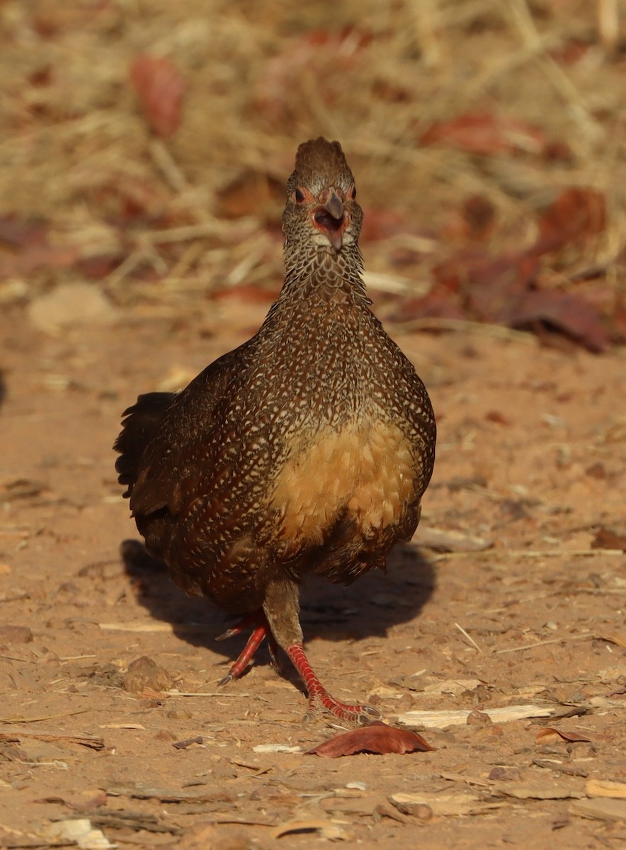 Stone Partridge - ML646456932