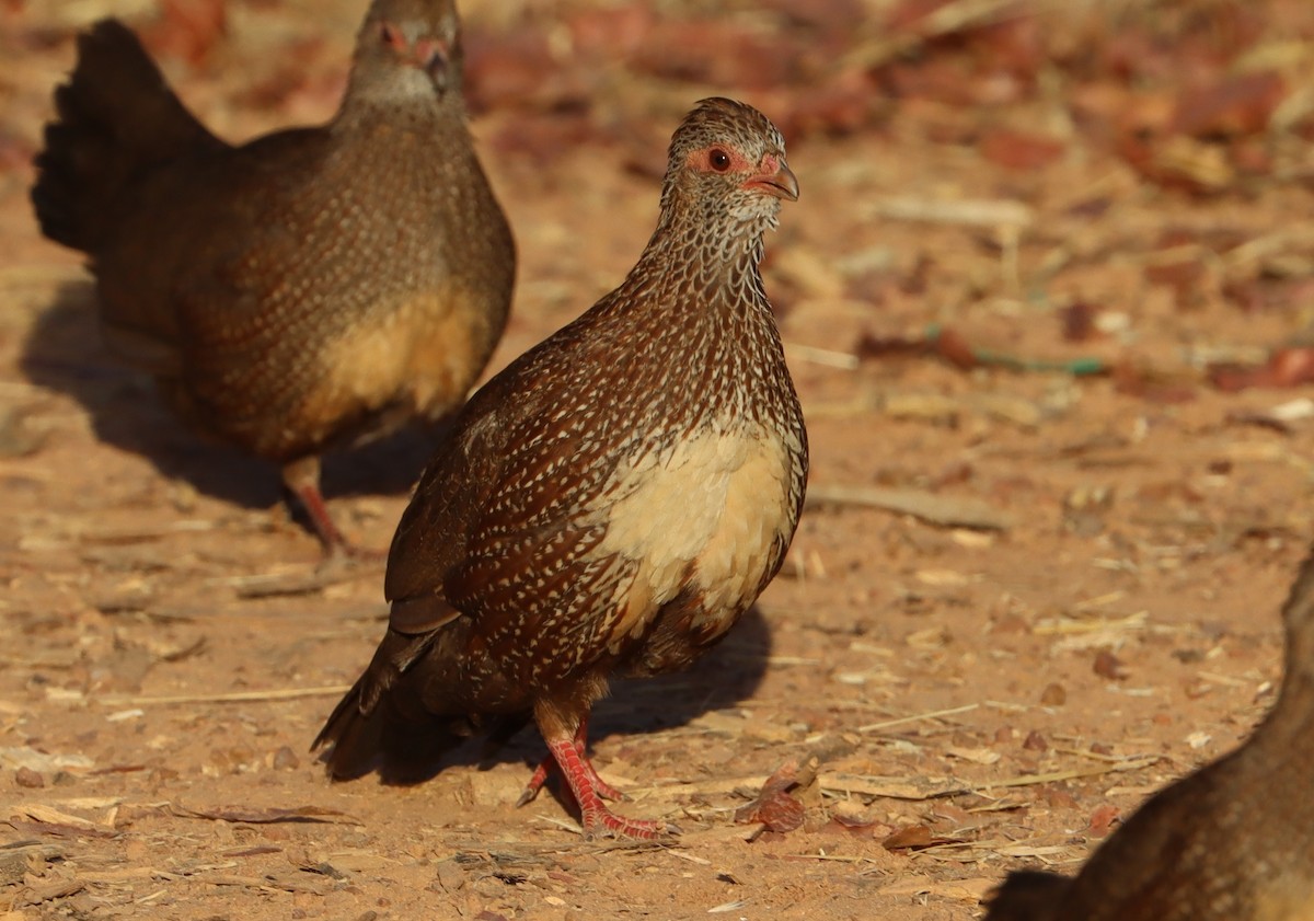 Stone Partridge - ML646456933