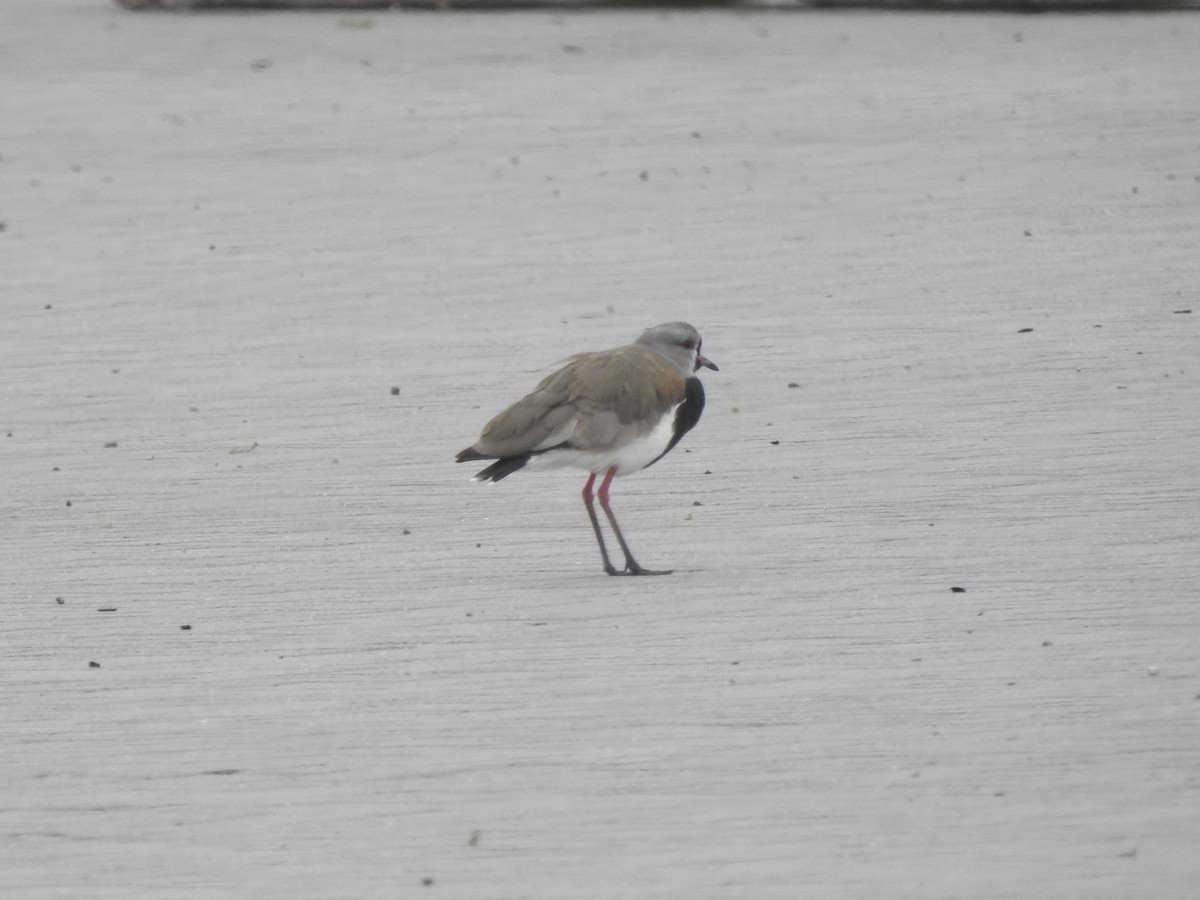 Southern Lapwing - ML646456934