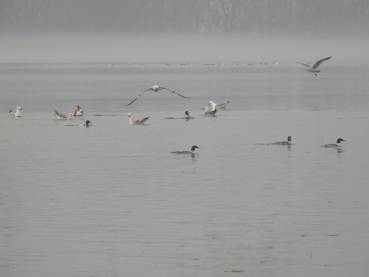 Common Merganser - ML646456935