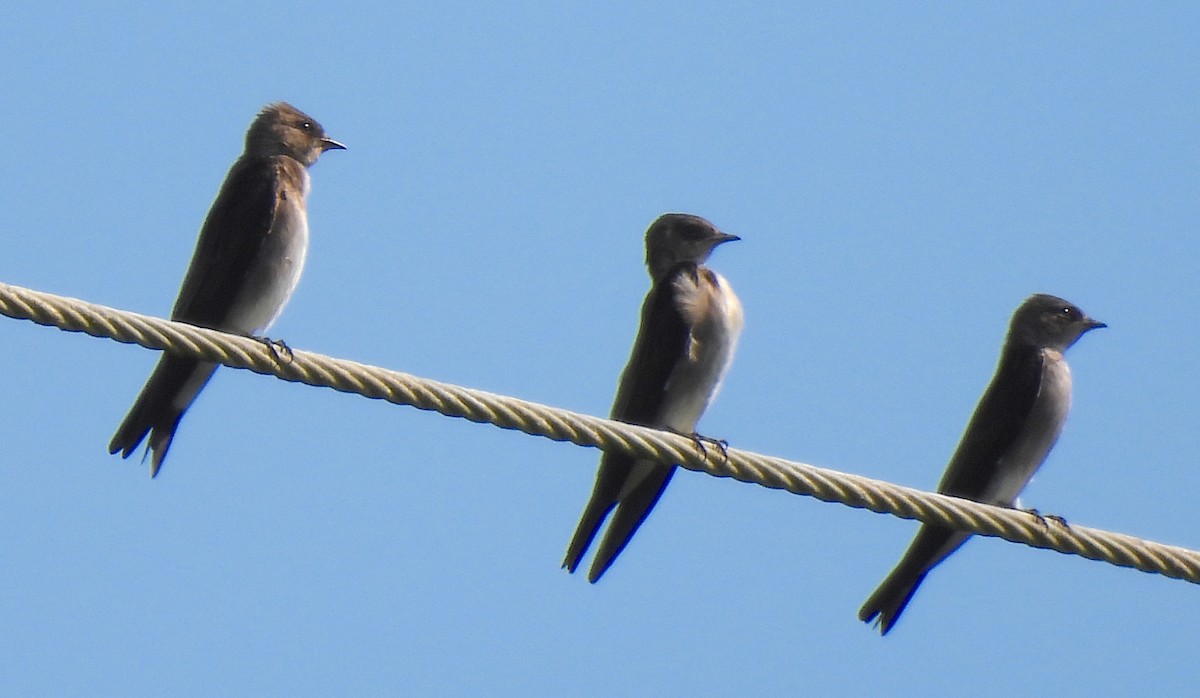 Northern Rough-winged Swallow - ML646456937