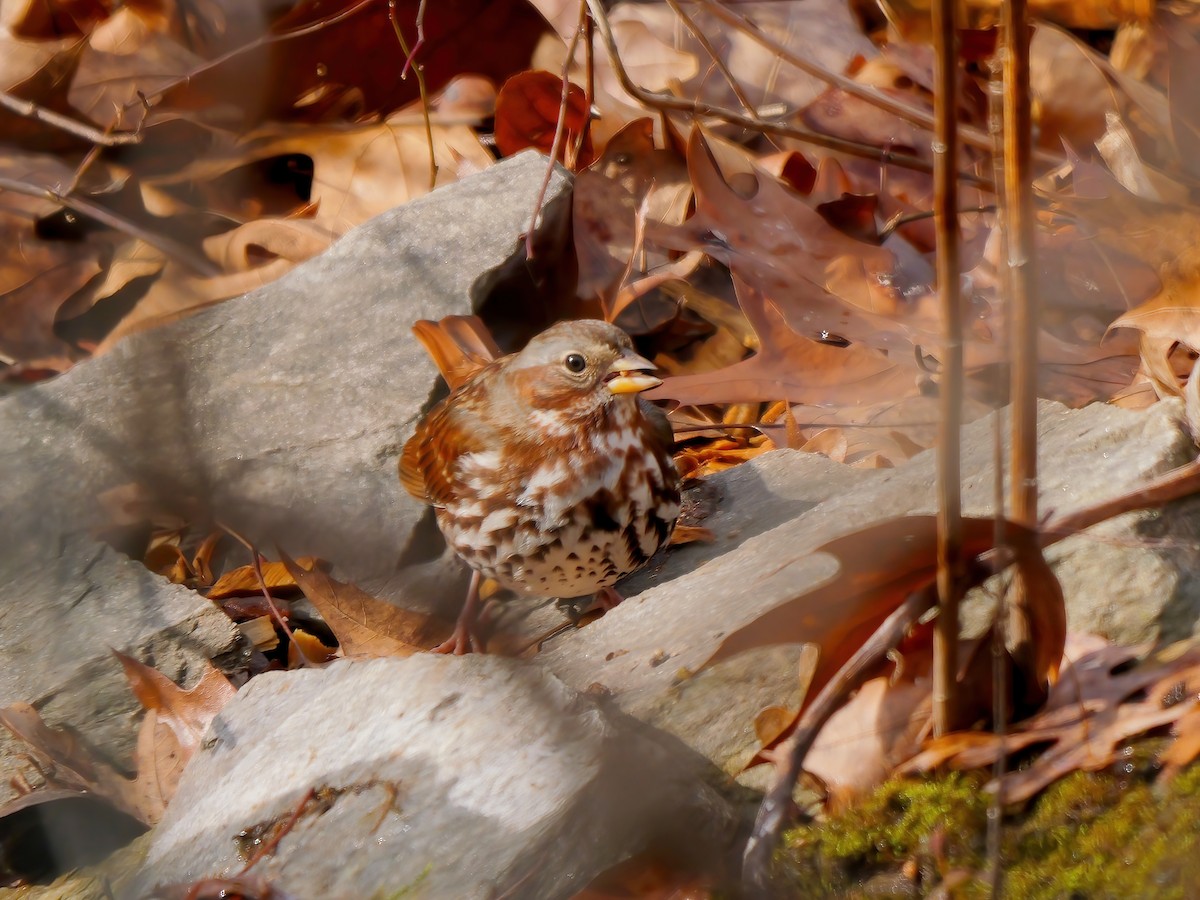 Fox Sparrow - ML646456939