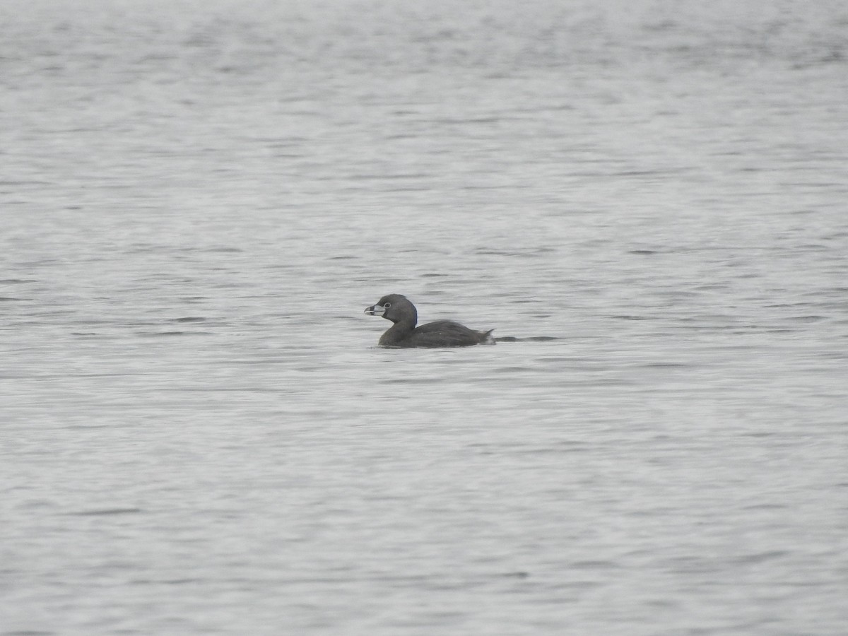 Pied-billed Grebe - ML646456940