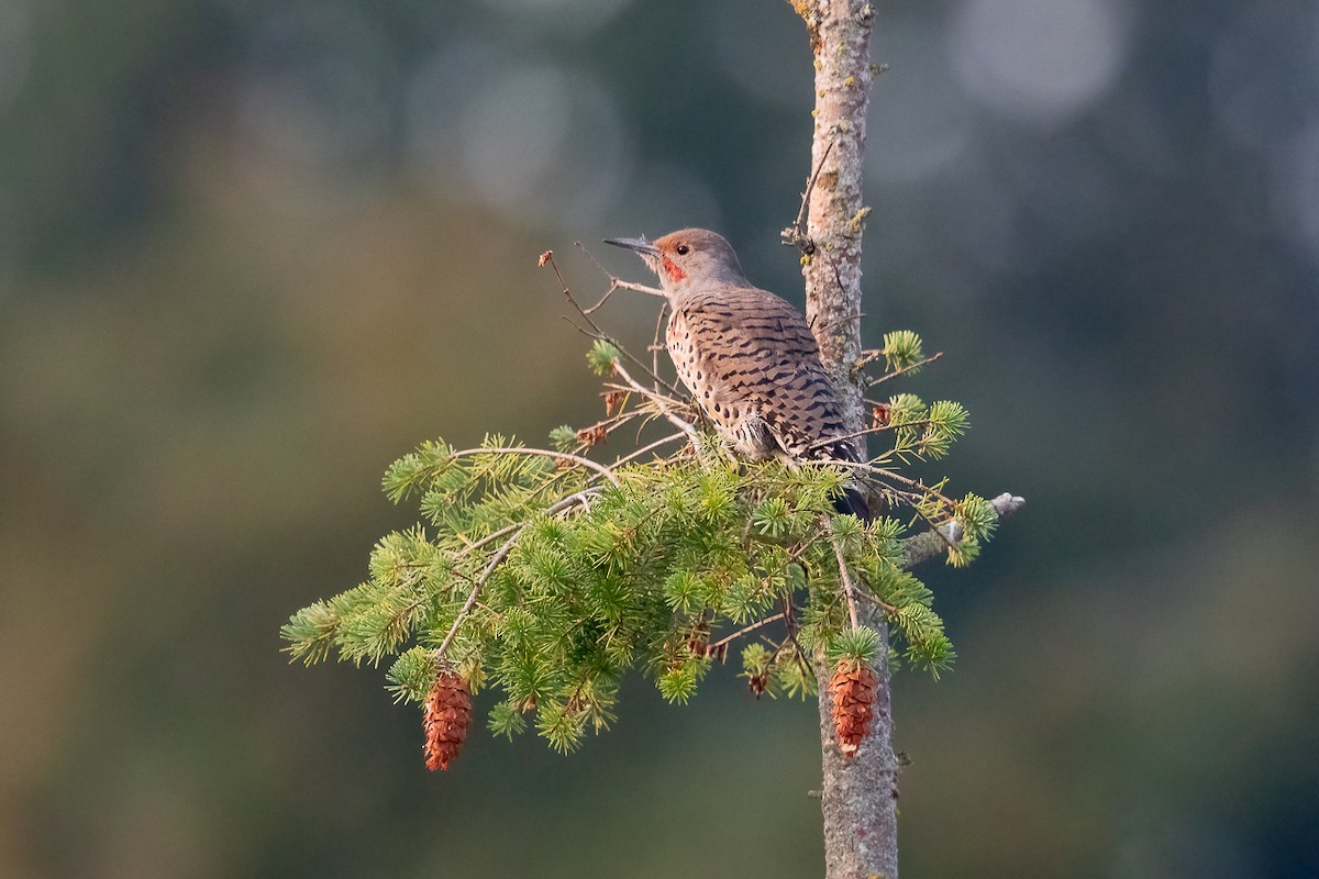 datel zlatý - ML646456943