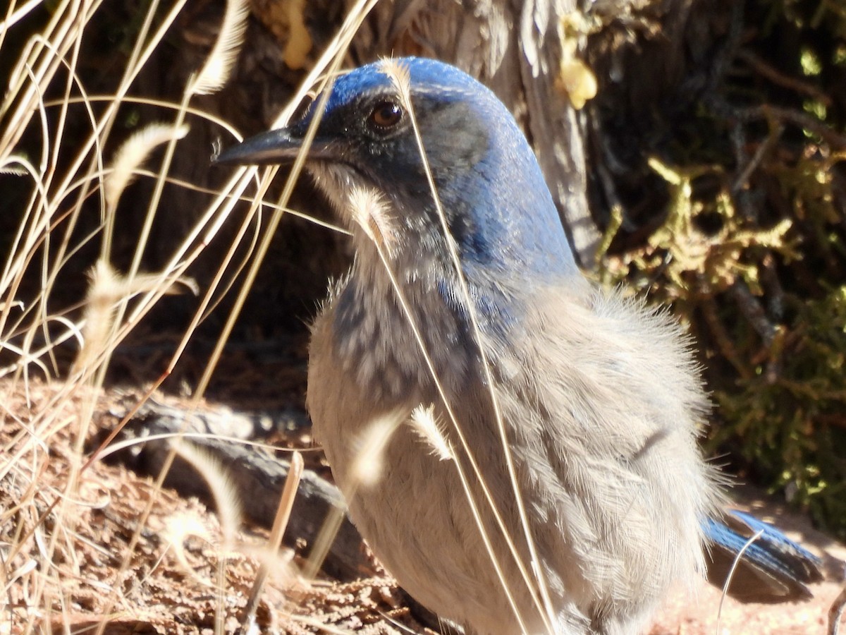 Woodhouse's Scrub-Jay - ML646456949