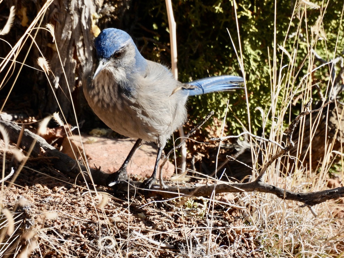 Woodhouse's Scrub-Jay - ML646456950