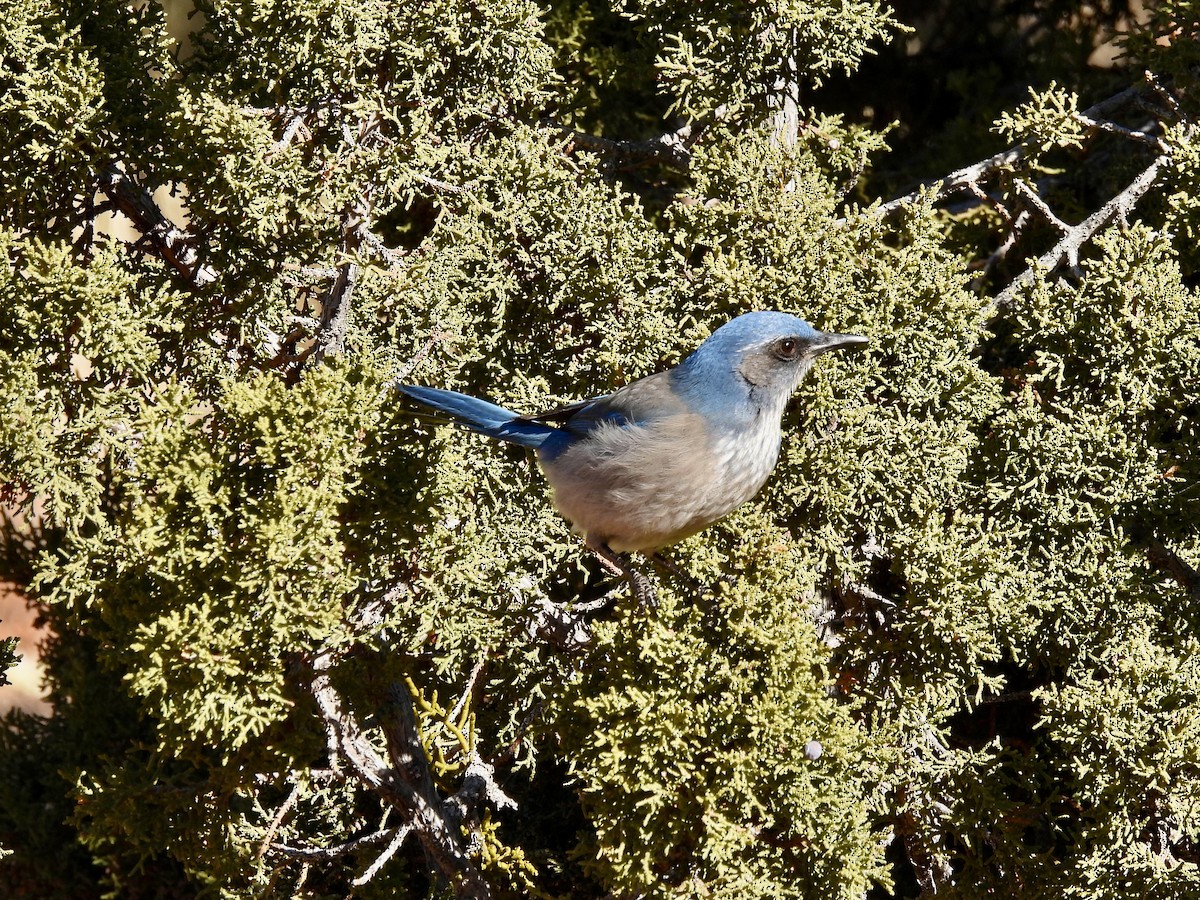 Woodhouse's Scrub-Jay - ML646456953