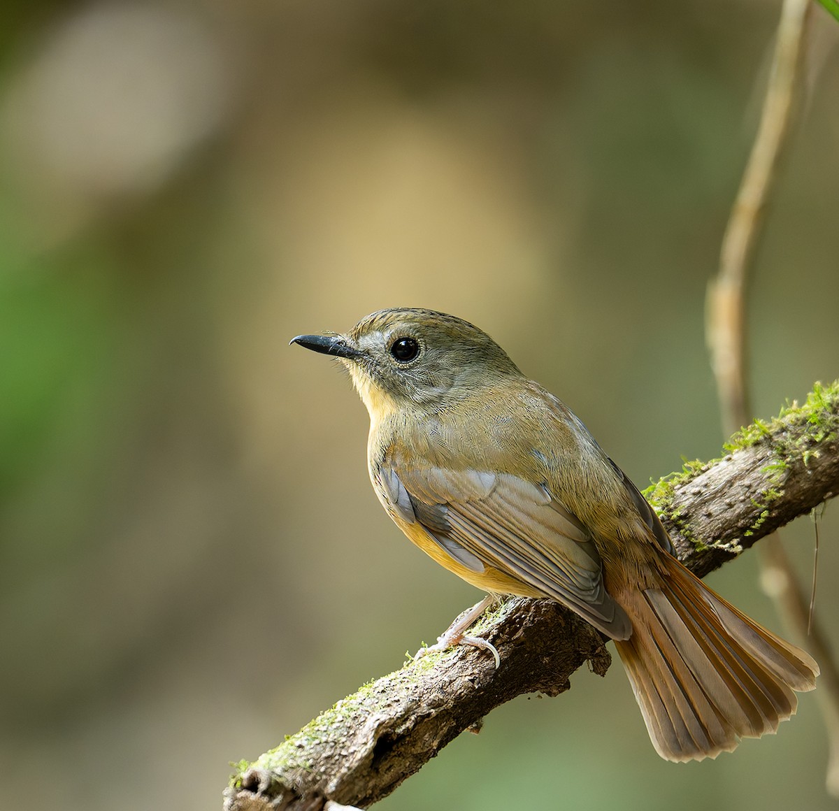 Pale-chinned Flycatcher - ML646456956