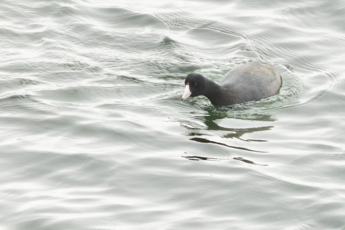 American Coot - ML646456957