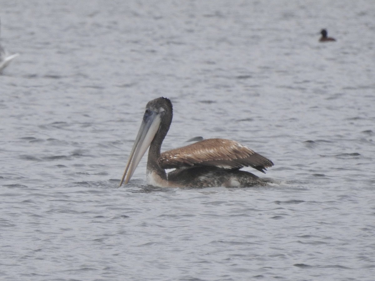 Peruvian Pelican - ML646456958
