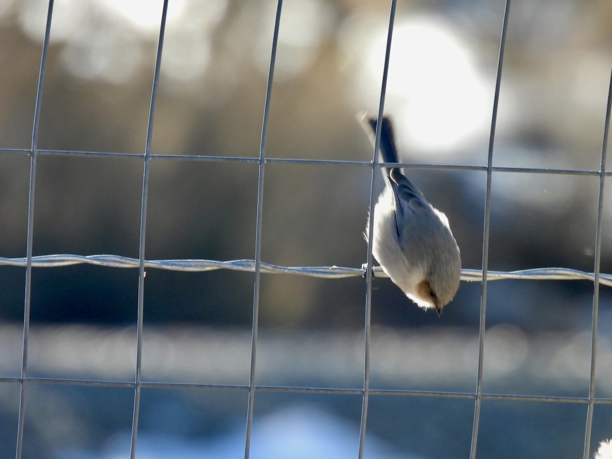 Bushtit - ML646456962