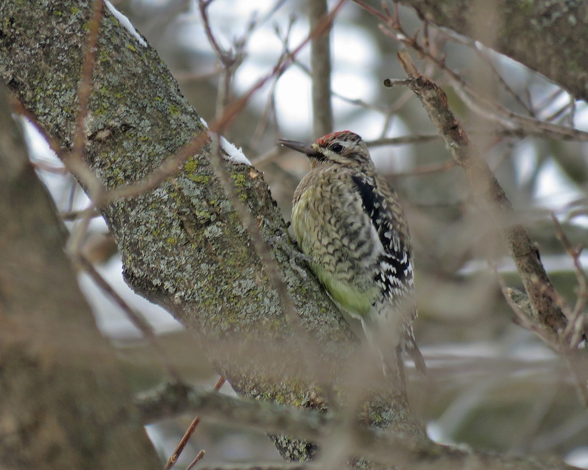 נקר צהוב-בטן - ML646456964