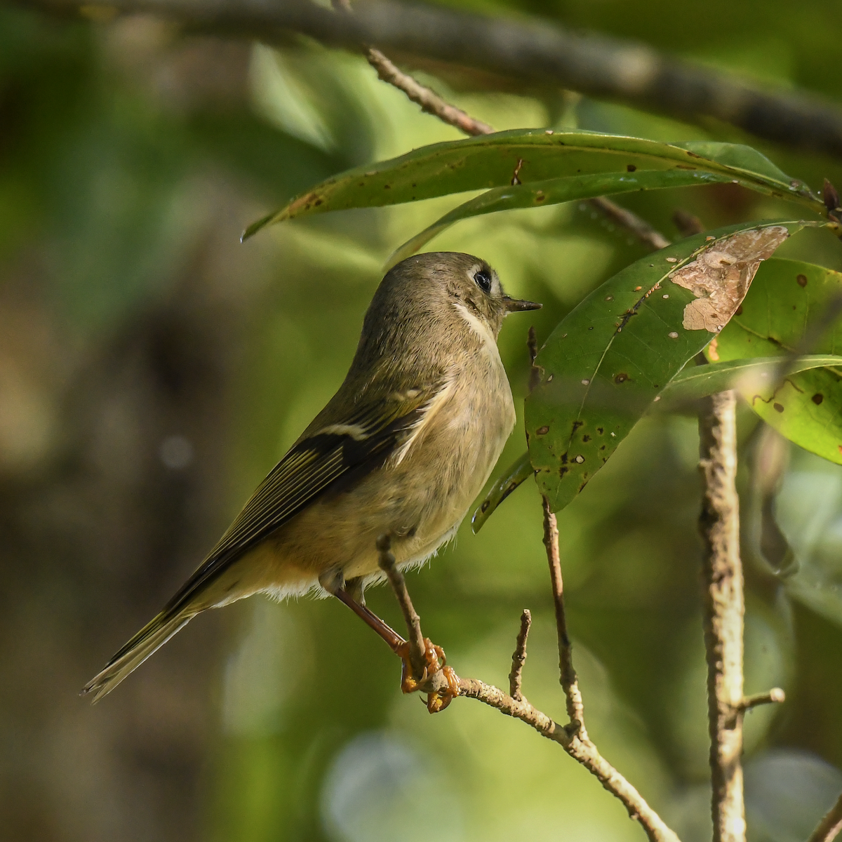 Ruby-crowned Kinglet - ML646456965