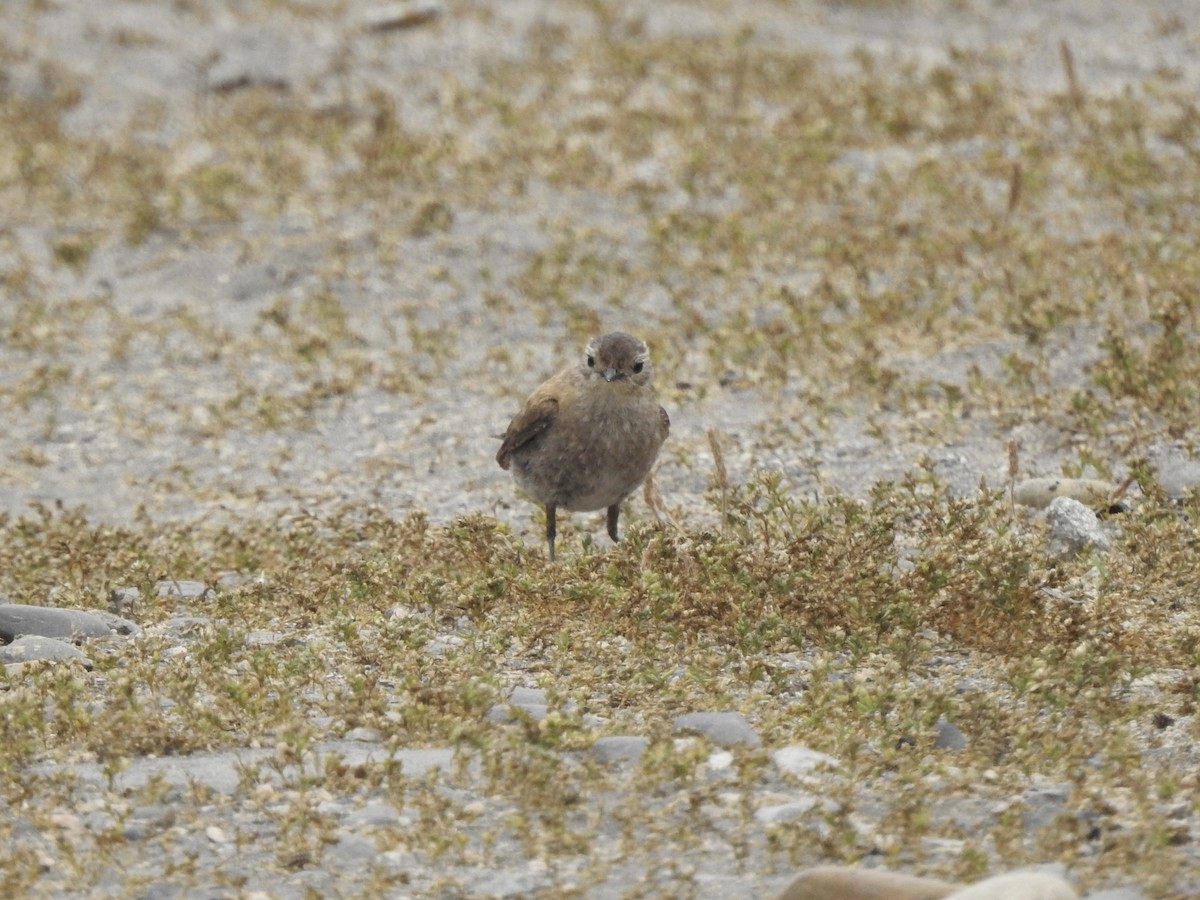Austral Negrito - ML646456966
