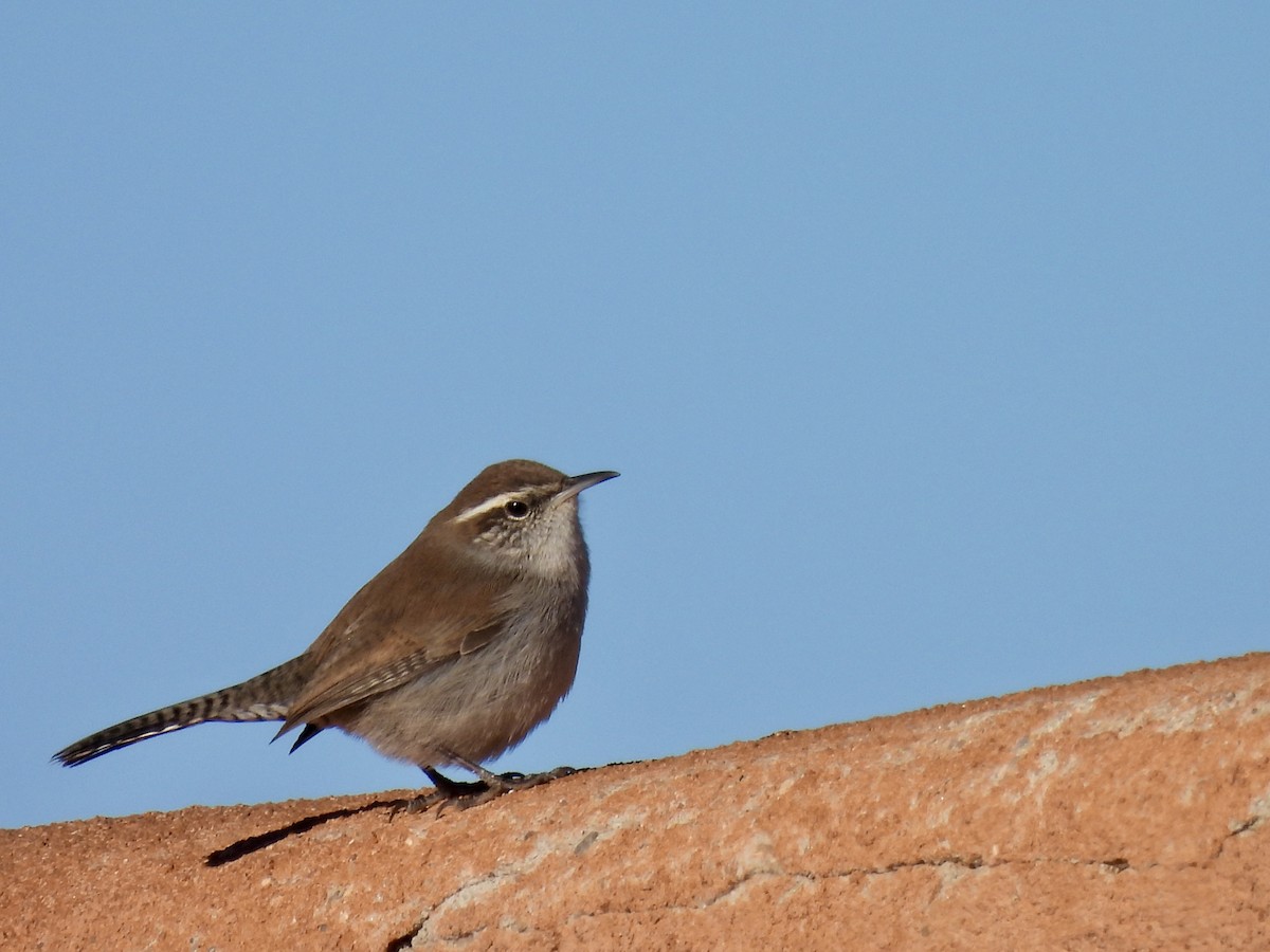 Bewick's Wren - ML646456969