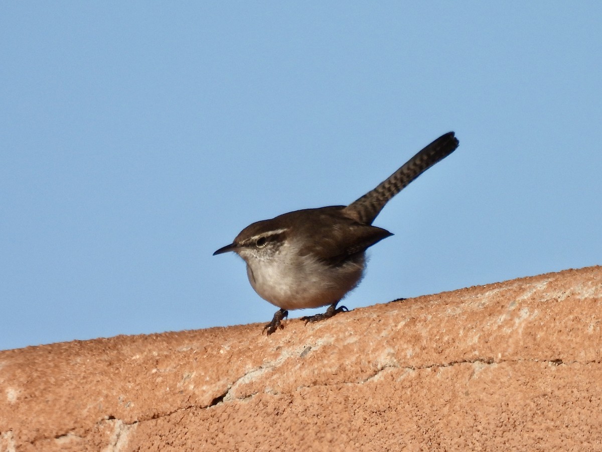 Bewick's Wren - ML646456970