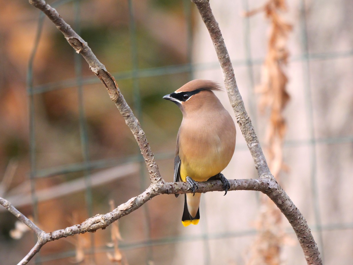 Cedar Waxwing - ML646456971