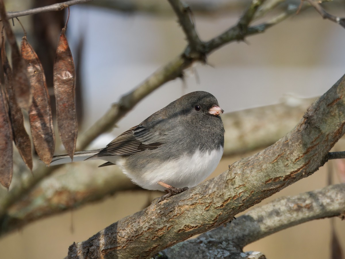 Dark-eyed Junco - ML646456972