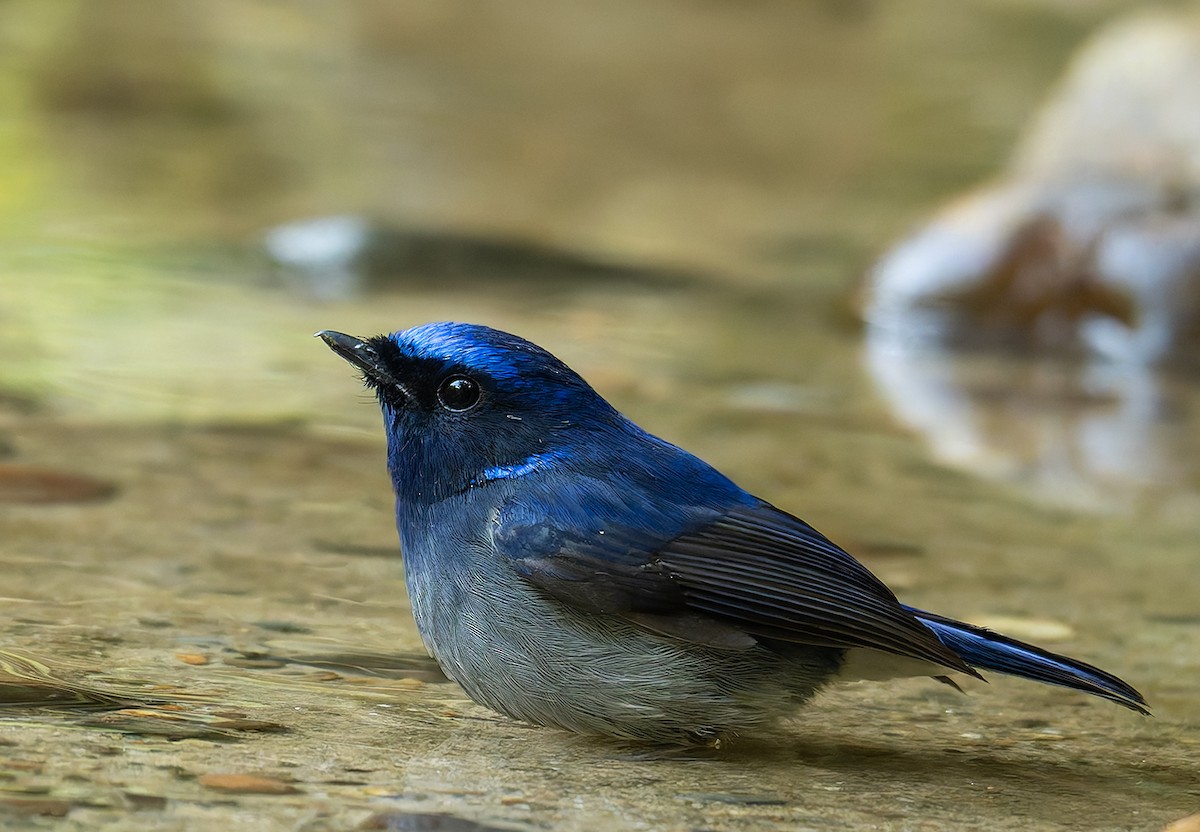 Small Niltava - ML646456973