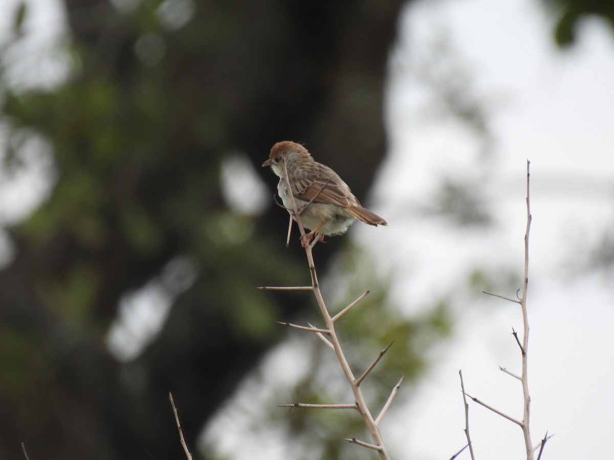 Rotscheitel-Zistensänger - ML646456977