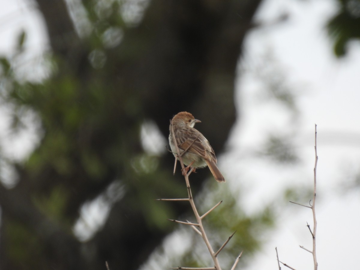 Rotscheitel-Zistensänger - ML646456978