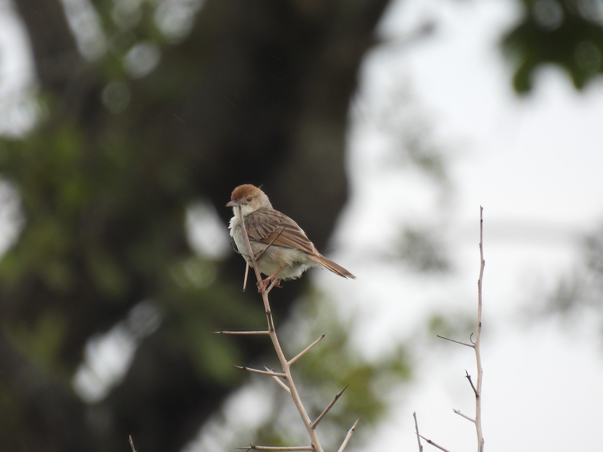 Rotscheitel-Zistensänger - ML646456979