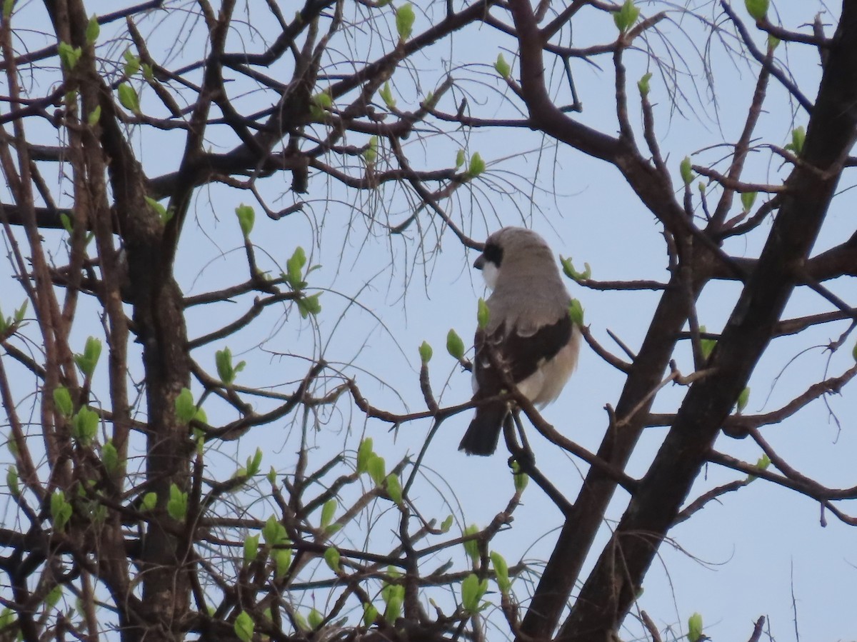 Schwarzstirnwürger - ML646456980