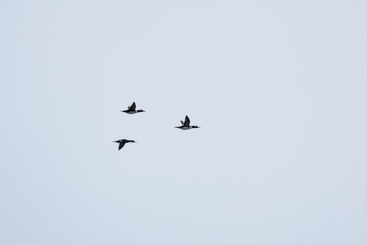 Hooded Merganser - ML646456981