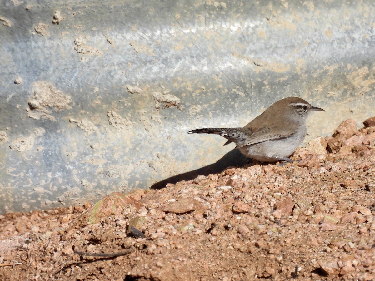 Bewick's Wren - ML646456983