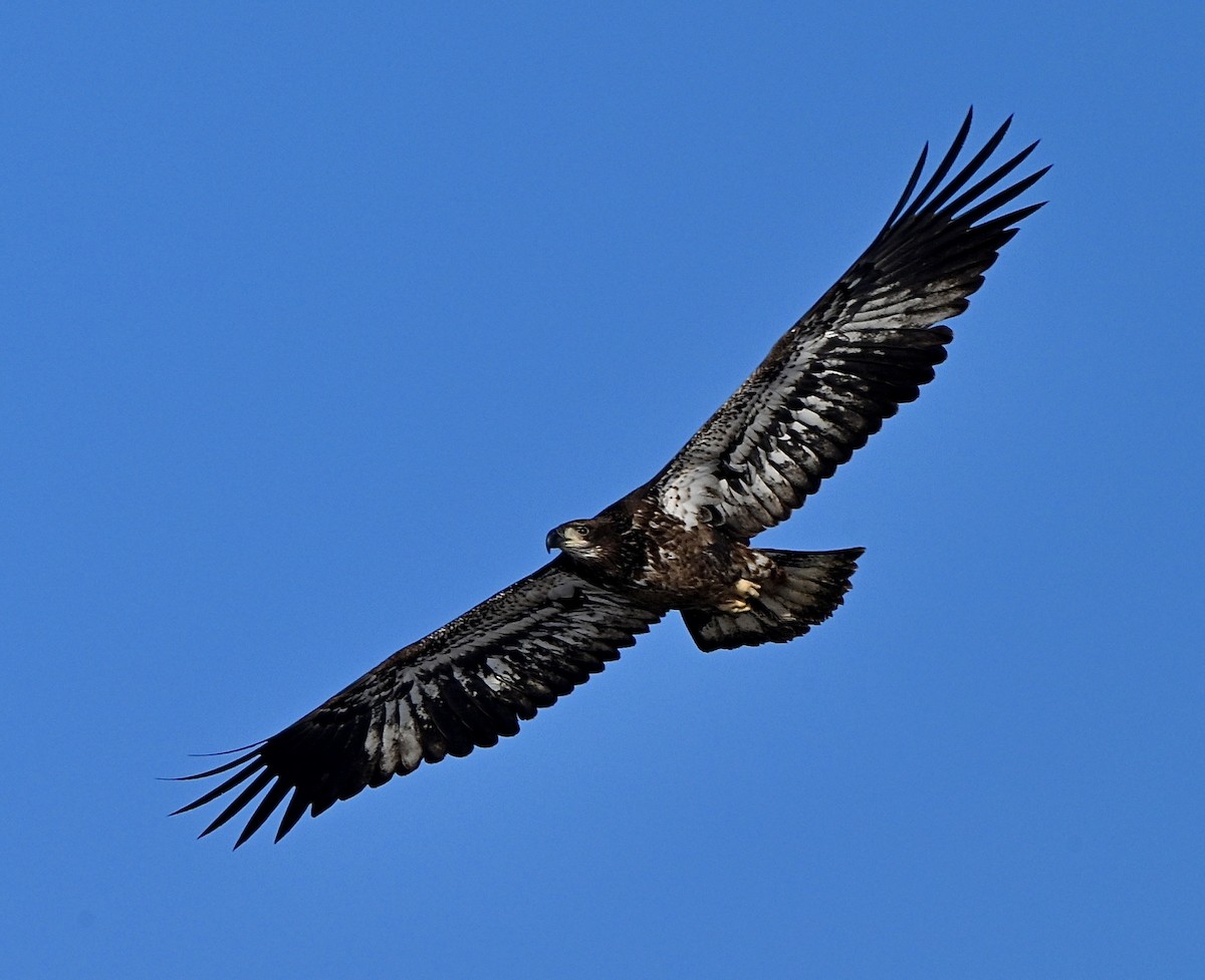 ハクトウワシ - ML646456987