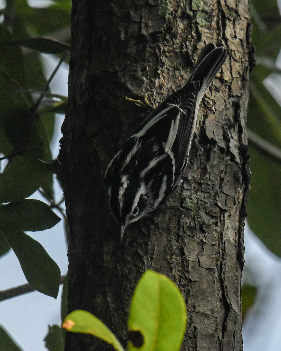Black-and-white Warbler - ML646456988