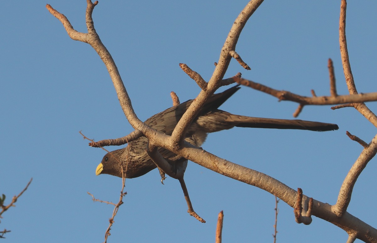 Western Plantain-eater - ML646456989