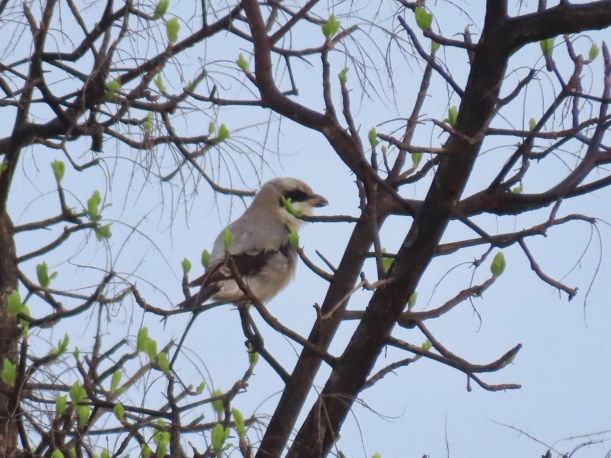 Schwarzstirnwürger - ML646456990