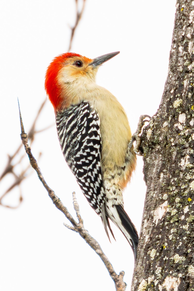 Red-bellied Woodpecker - ML646456991