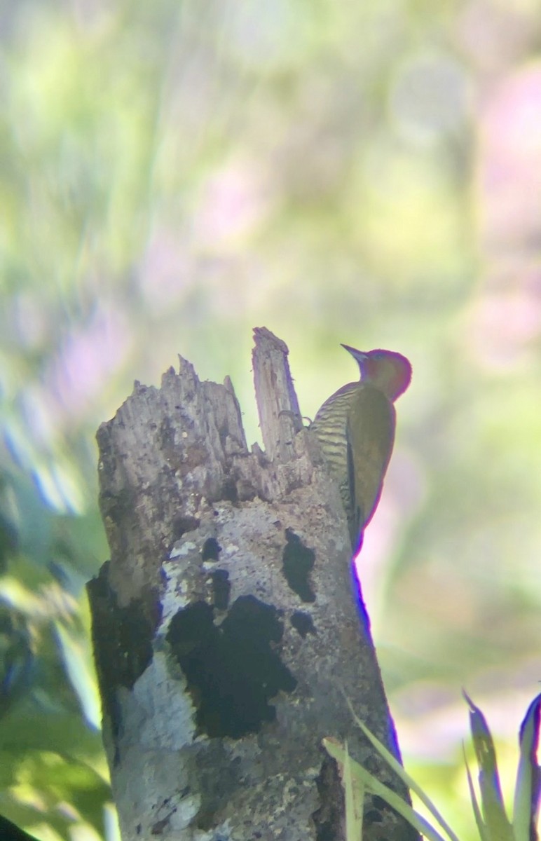 Rufous-winged Woodpecker - ML646456992