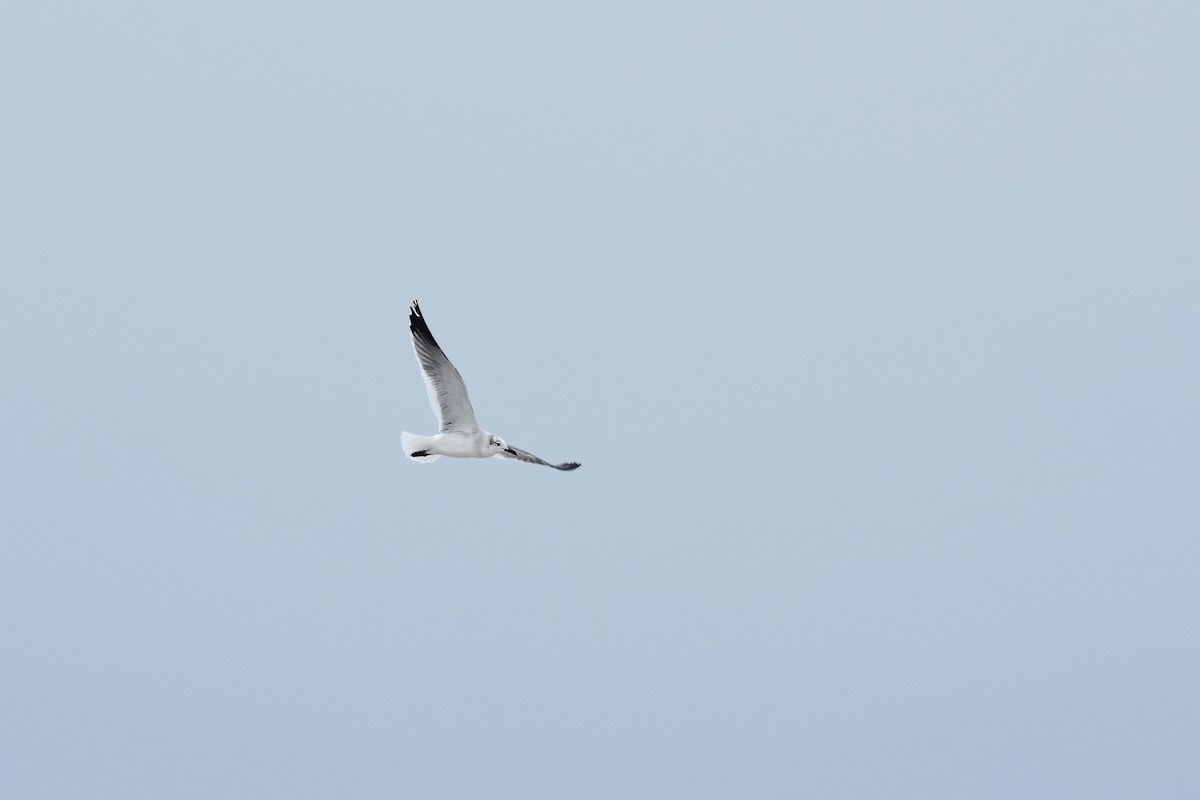 Laughing Gull - ML646456993