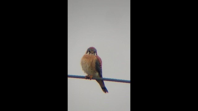 American Kestrel - ML646456995