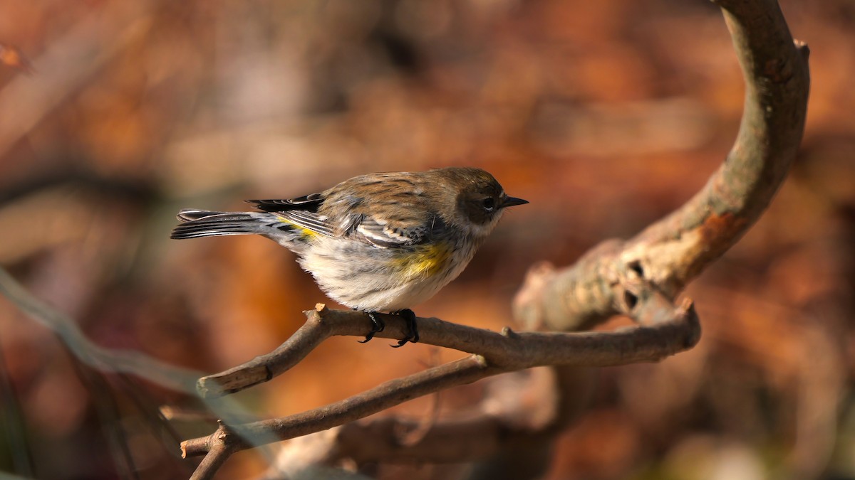 Yellow-rumped Warbler - ML646456997