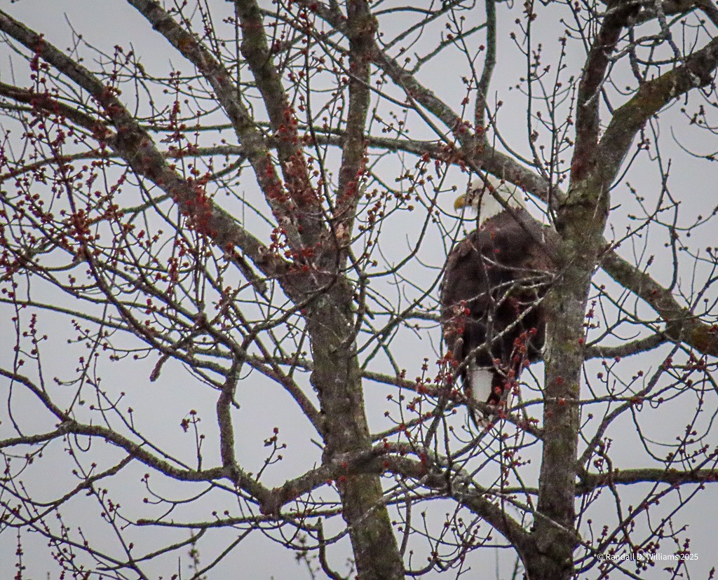 Bald Eagle - ML646457000