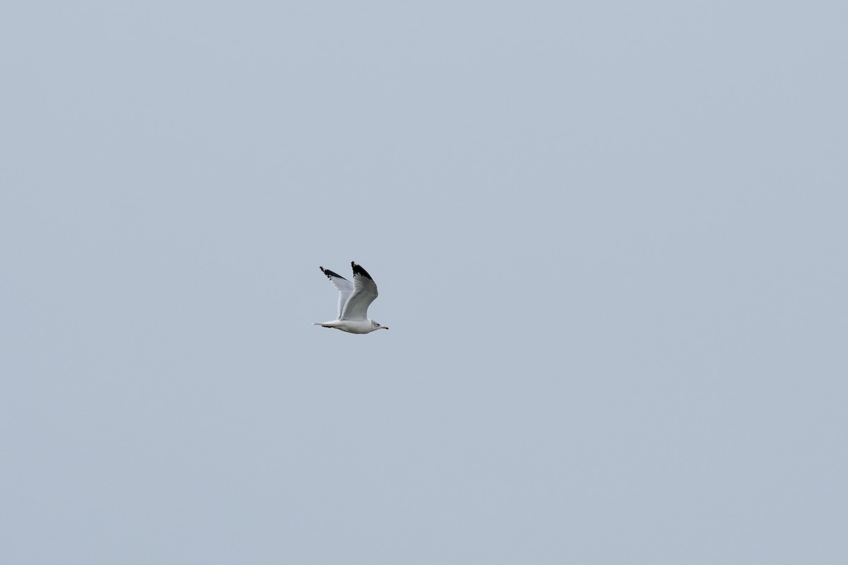 Ring-billed Gull - ML646457001