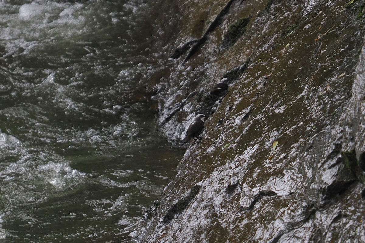 White-capped Dipper - ML646457005