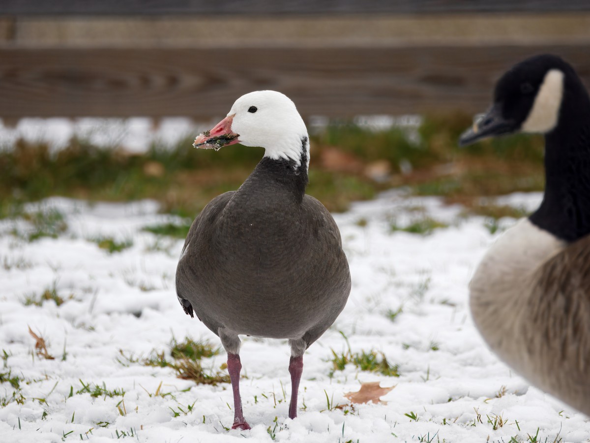 Snow Goose - ML646457006